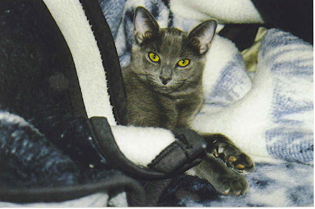 My Silver Bella