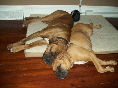My Sleeping Beauties
