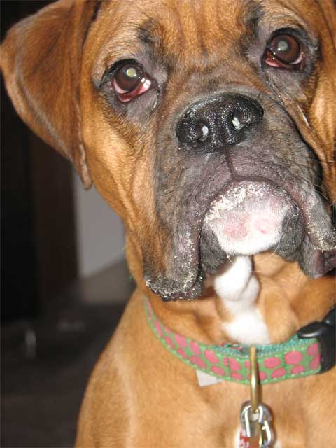 My smoochy pup