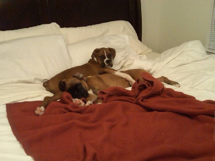 My snuggley pups