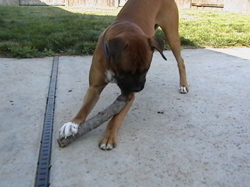 My Stick