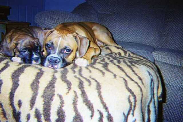 My sweet babies
