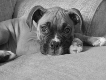 My Sweet Bella