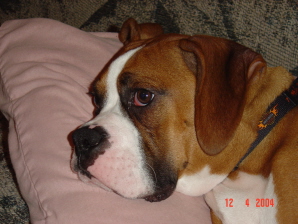 my sweet boy
