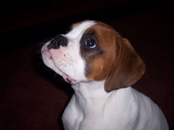 My Sweet Boy