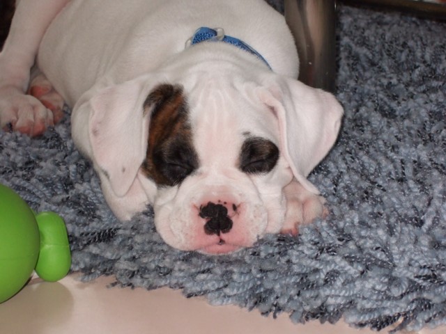 My sweet faced boy - Torque
