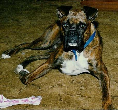 My sweet Harley