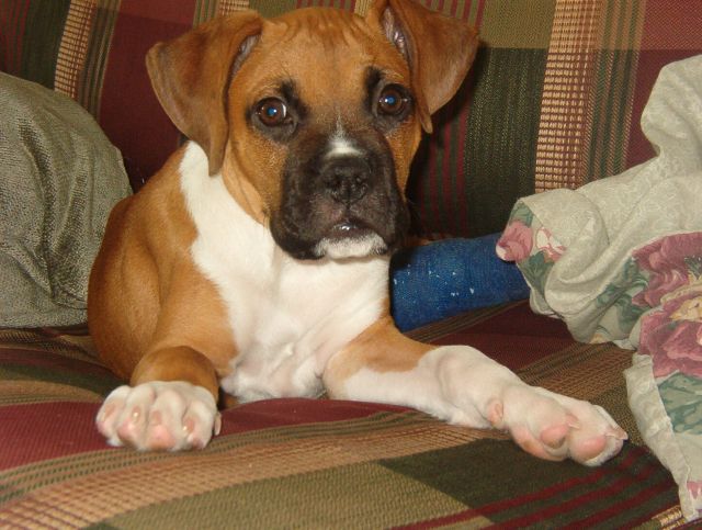 My sweet Sam