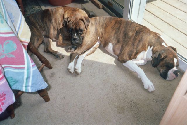 My sweeties