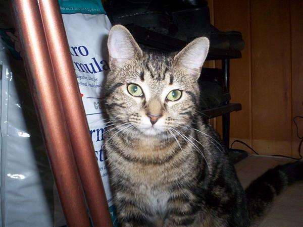 My tabby "Girlfriend"