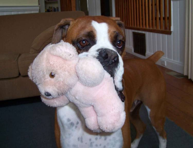 My Teddy