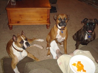 My three boxers