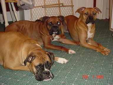 My three hooligans!