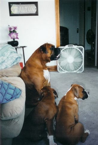 My Three Sons