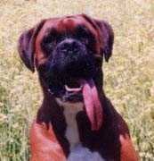 my tongue is as big as my heart
