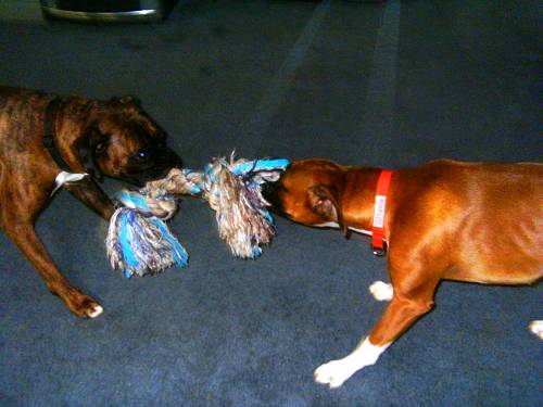 MY toy !
