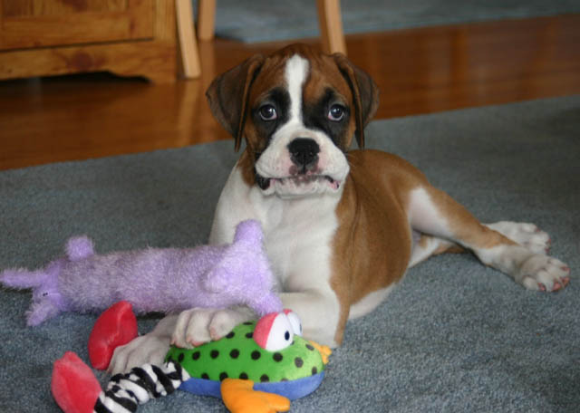 my toys!