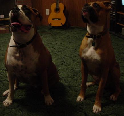 My two babies