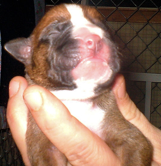 My unnamed pup - 2 days old. :)