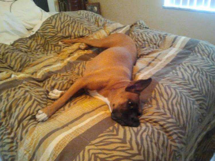 My_Bed_