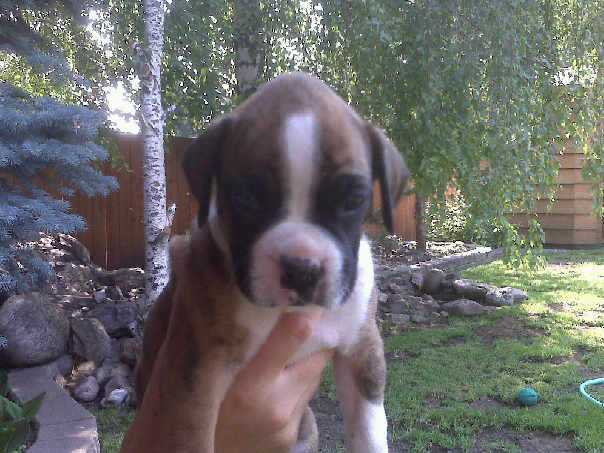 my_boxer