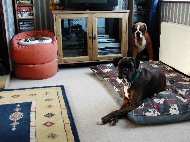 My_Boxer_family