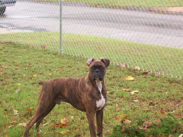 My_boy_Boo