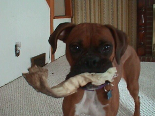 my_chew_toy!