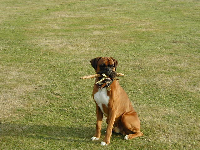 My_sticks