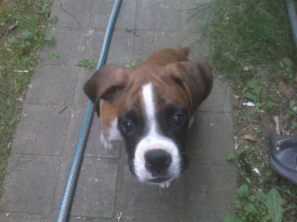 my_sweet_boy