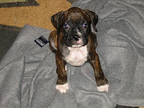 Mya's Aspen Skye