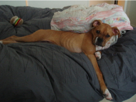 mybed