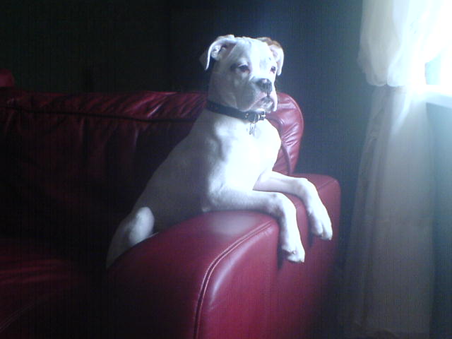 mylo