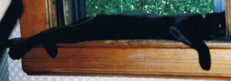 Mystik in the window