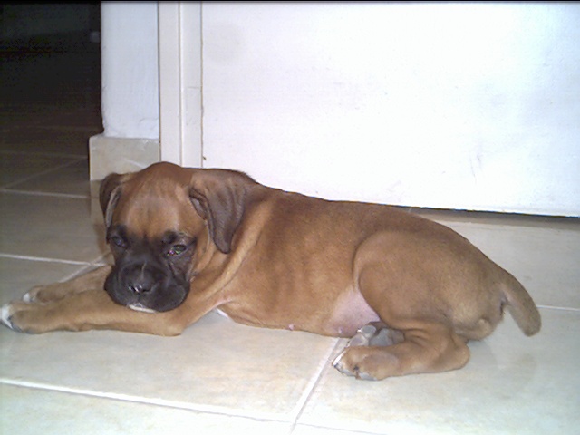 nacho's  first picture at home