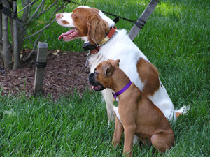 Nala and her best buddy, Huey