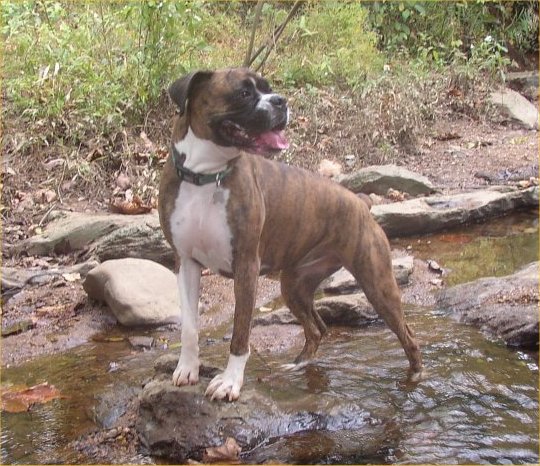 Nala at Lake Allatoona