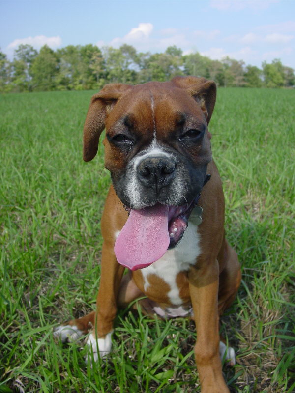 Nala