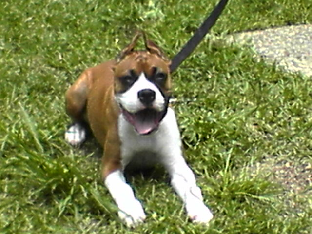 nala1