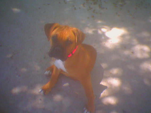 Nala's 1st Day Home