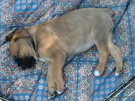 Nap time for Finn