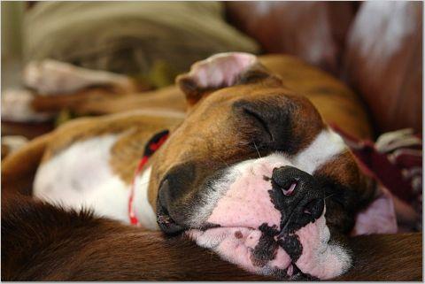 Nap Time...