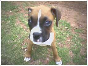 Napoleon 11 wks