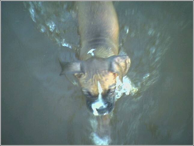 Napoleons first swim