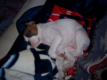 nappin puppy