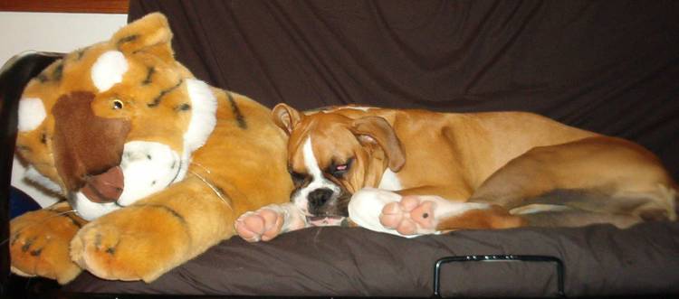 Napping Buddy
