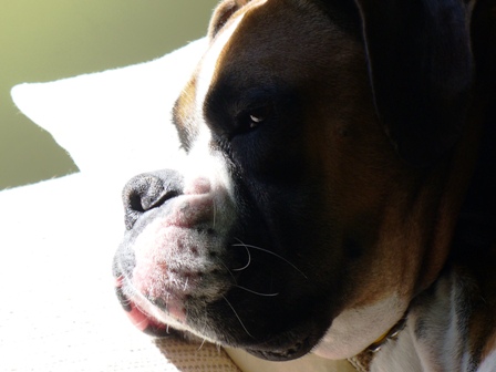 Napping in the sun!