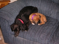 napping with friend