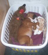 Nappy time for Roxy