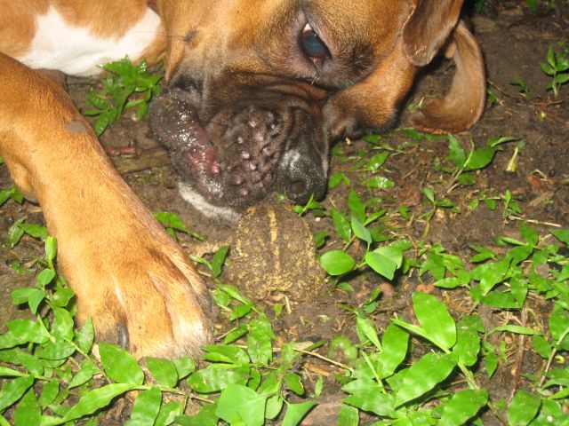 Nasty Leila & Frog